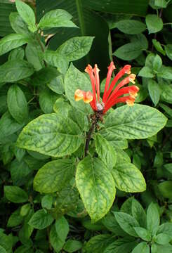 Image de Scutellaria costaricana H. Wendl.