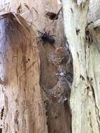 Image of Southern Tree Funnel-web Spider