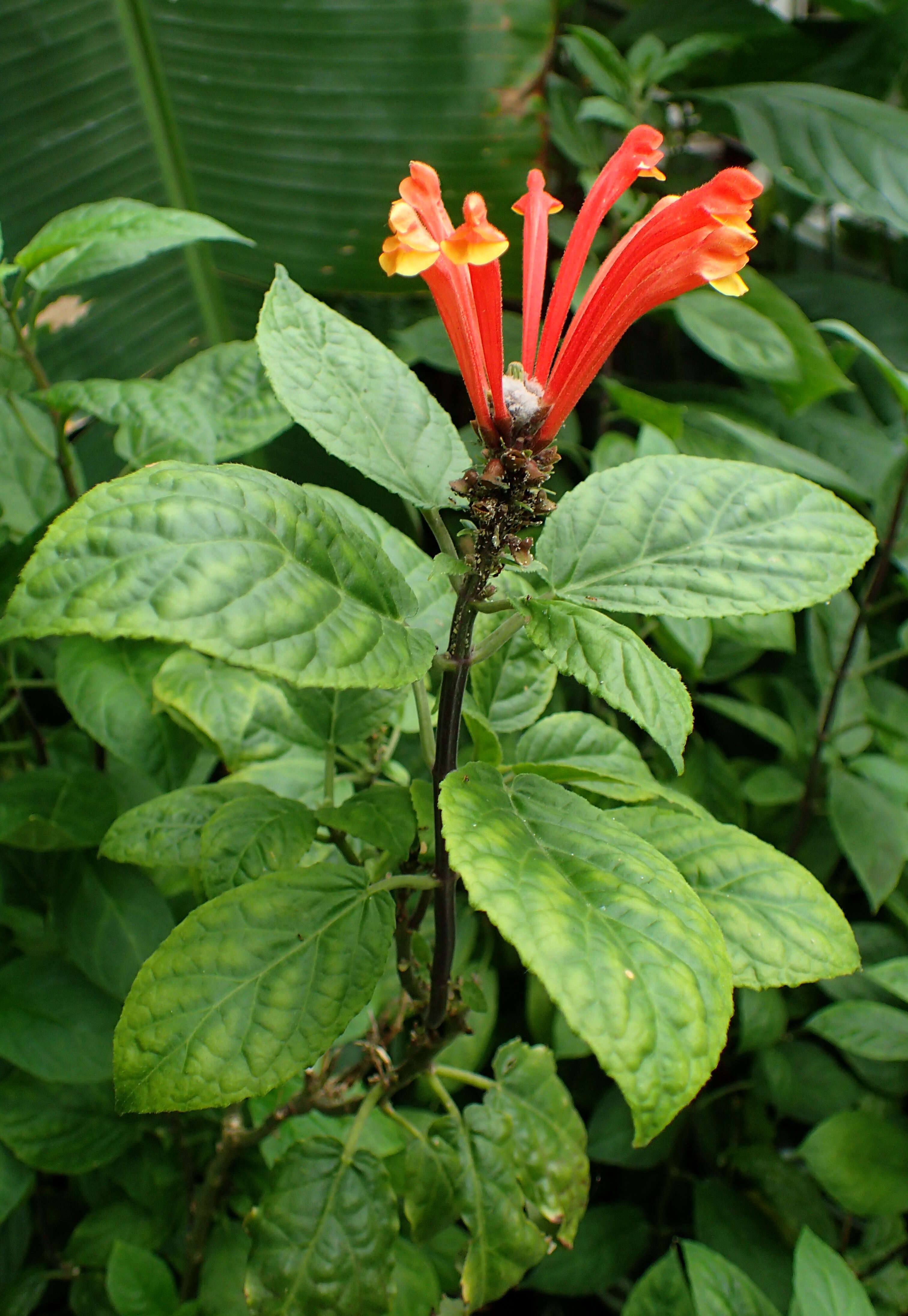 Image de Scutellaria costaricana H. Wendl.