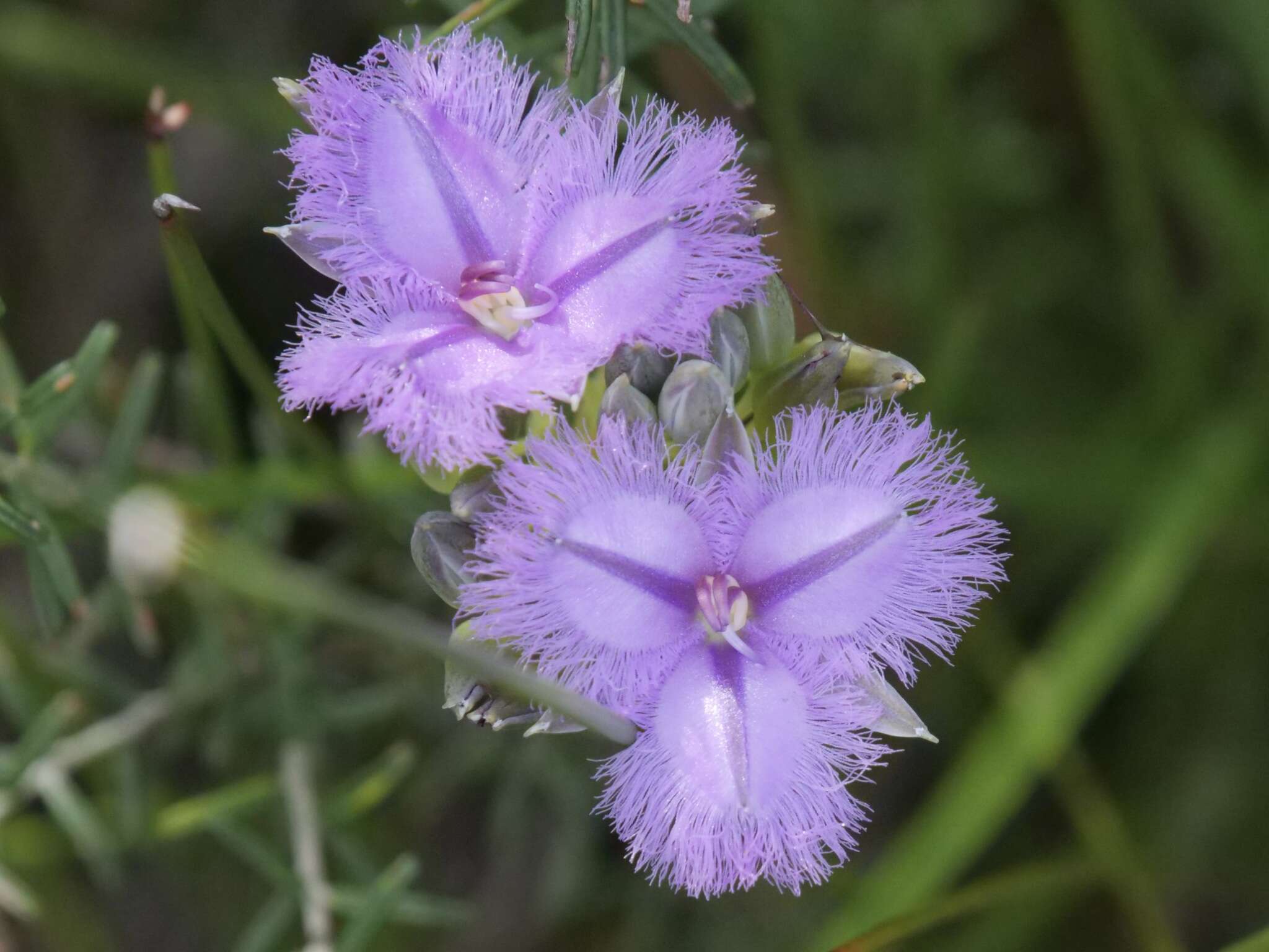 Слика од Thysanotus multiflorus R. Br.