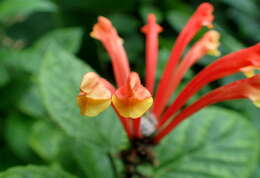 Image de Scutellaria costaricana H. Wendl.