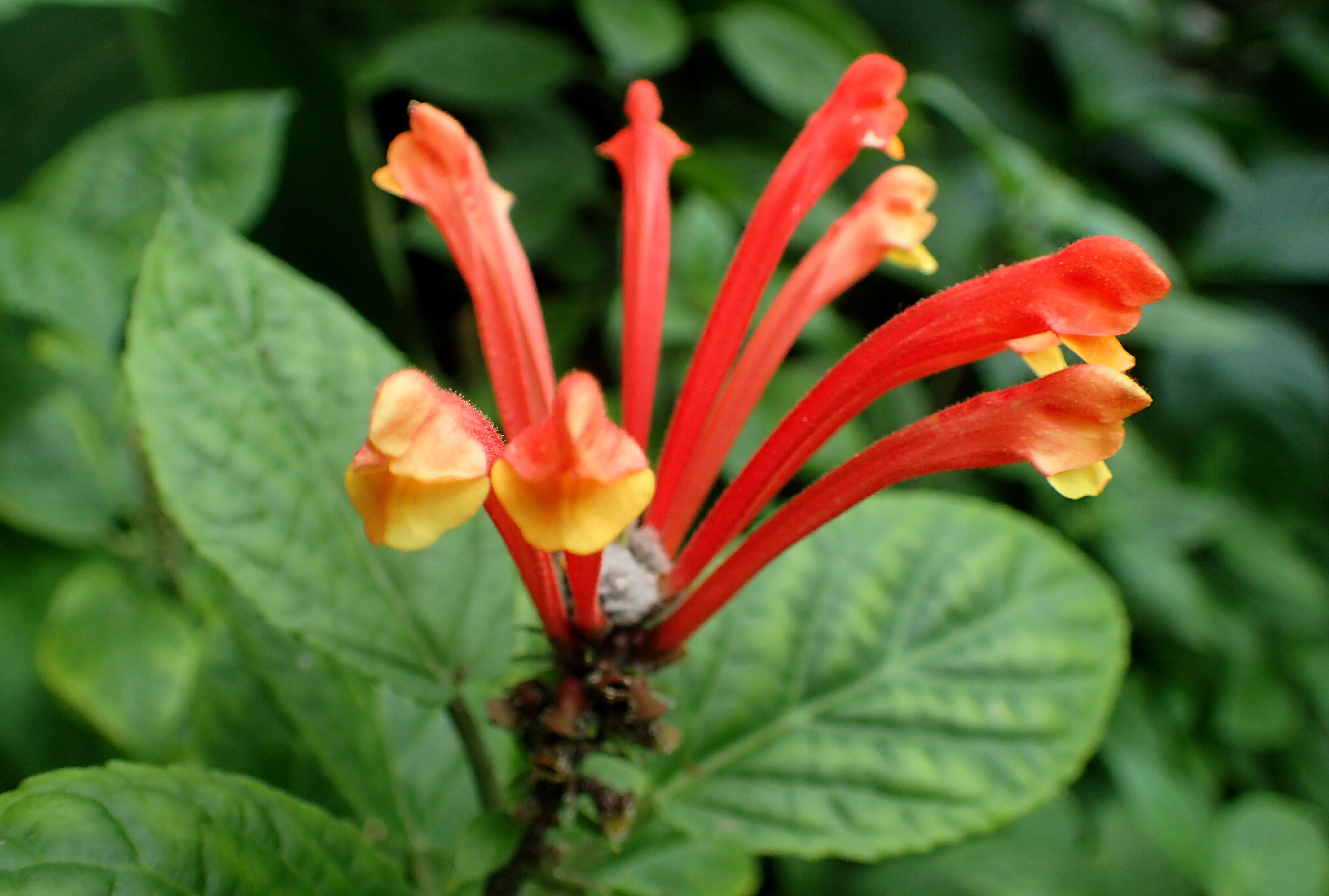 Image de Scutellaria costaricana H. Wendl.