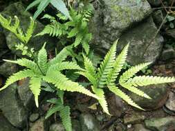 Plancia ëd Pteris khasiana subsp. fauriei (Hieron.) Fraser-Jenk.