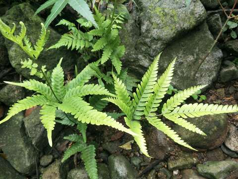 Imagem de Pteris khasiana subsp. fauriei (Hieron.) Fraser-Jenk.