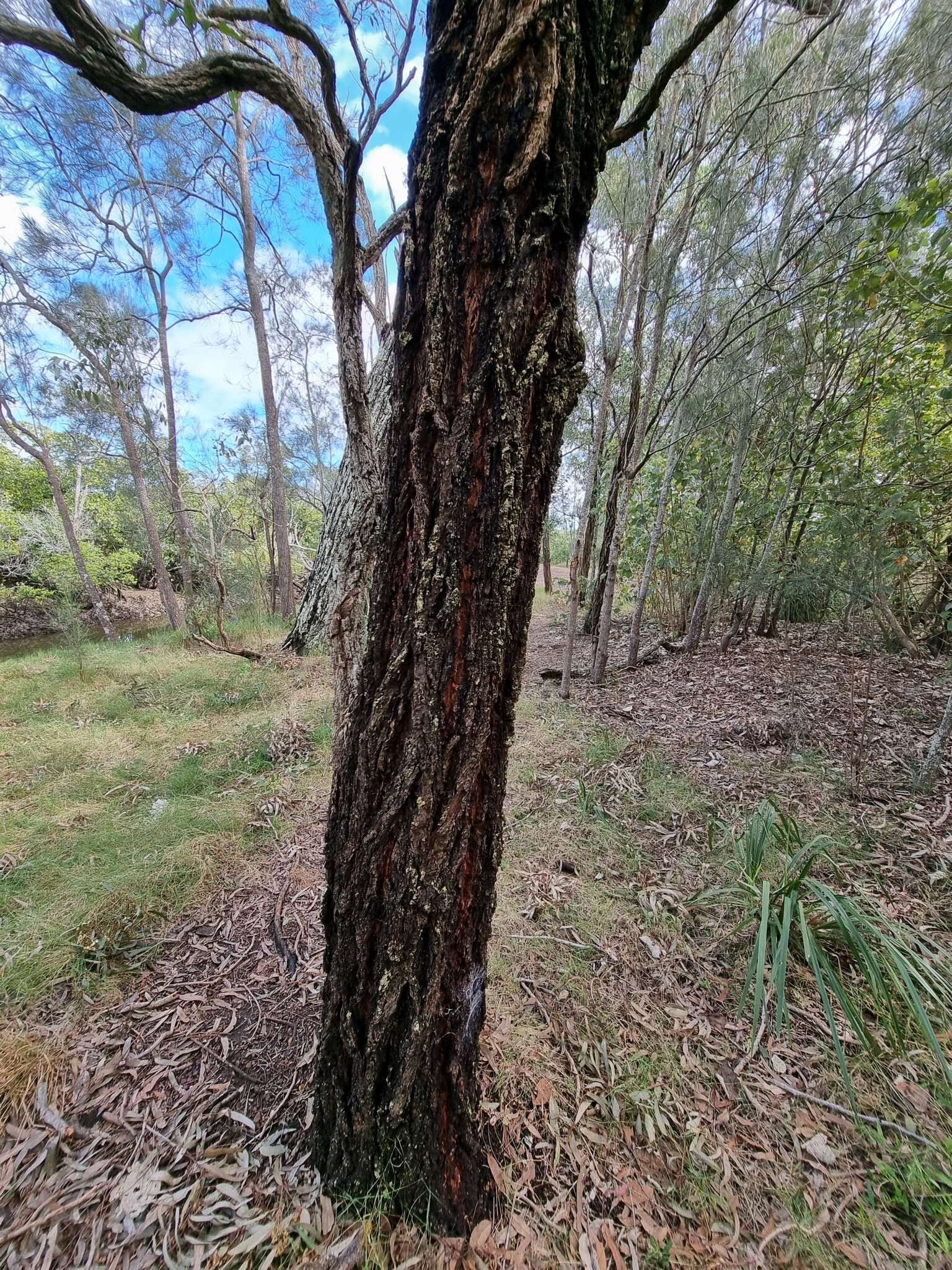 Image of northern gray ironbark