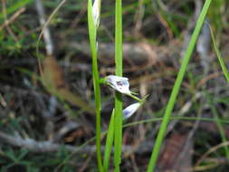 Image of White donkey orchid