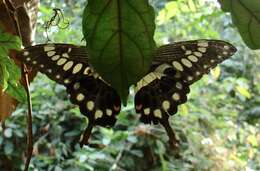 Sivun Papilio menestheus Drury (1773) kuva