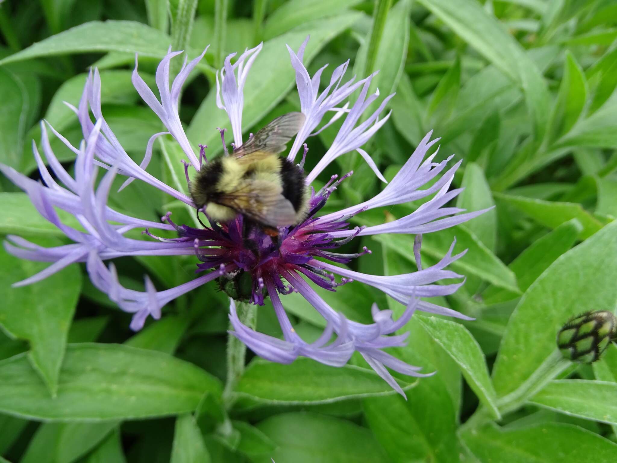 Image of Bombus vagans bolsteri Franklin 1913