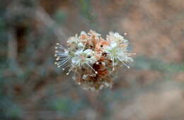 Imagem de Eriogonum fasciculatum Benth.