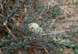 Imagem de Eriogonum fasciculatum Benth.