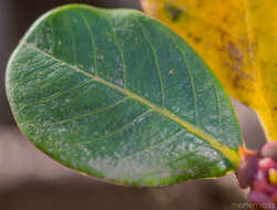 Image of Spiniluma discolor (Radcl.-Sm.) Friis