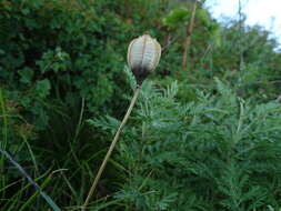 Image de Tulipa sylvestris subsp. australis (Link) Pamp.