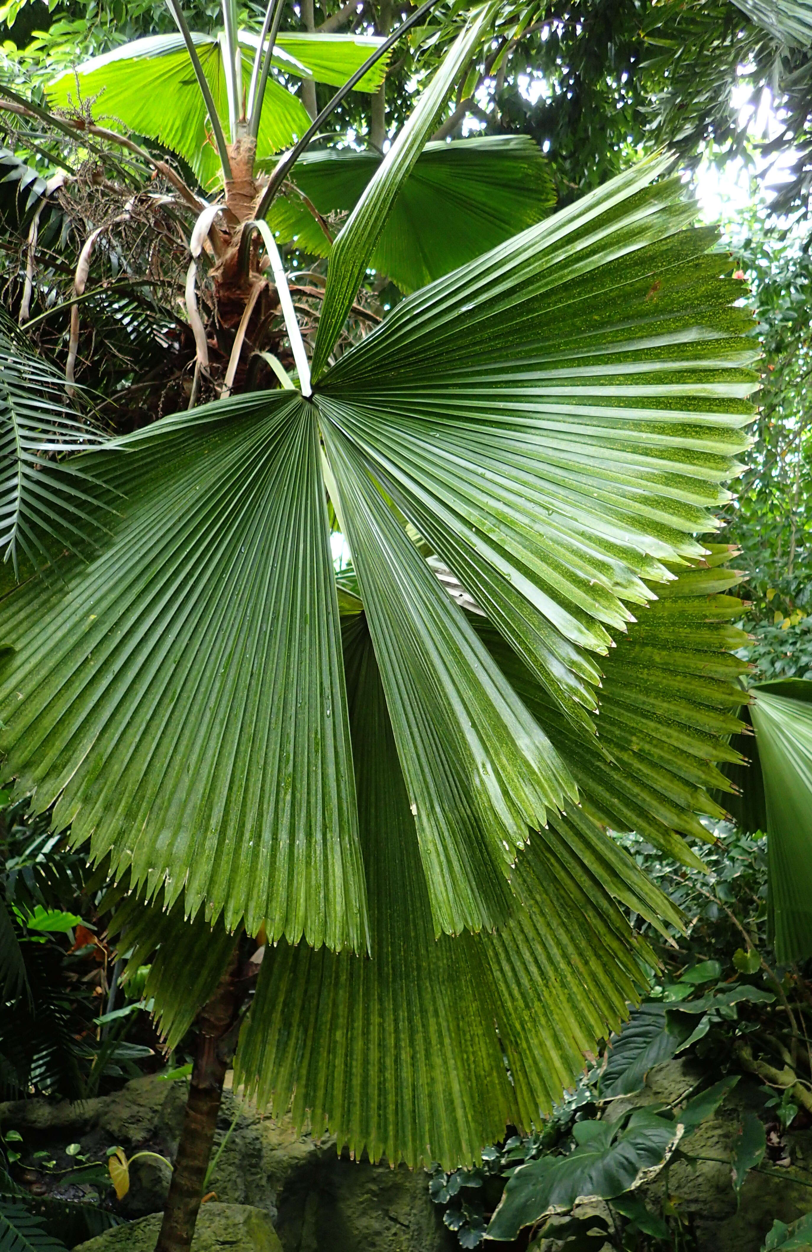 Image of Vanuatu fan palm