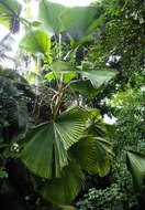 Image of Vanuatu fan palm