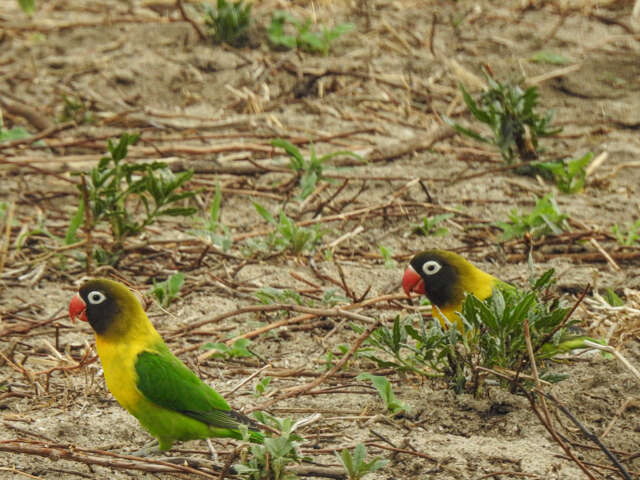 Image of Yellow-collared Lovebird