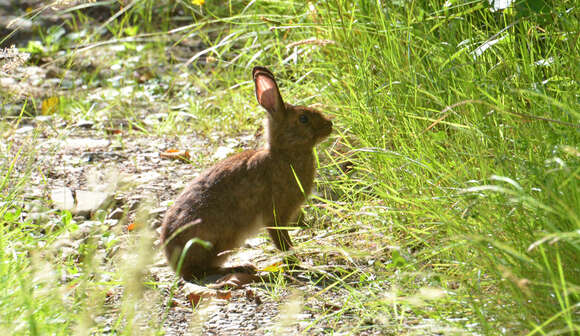 Image of snowshoe hare