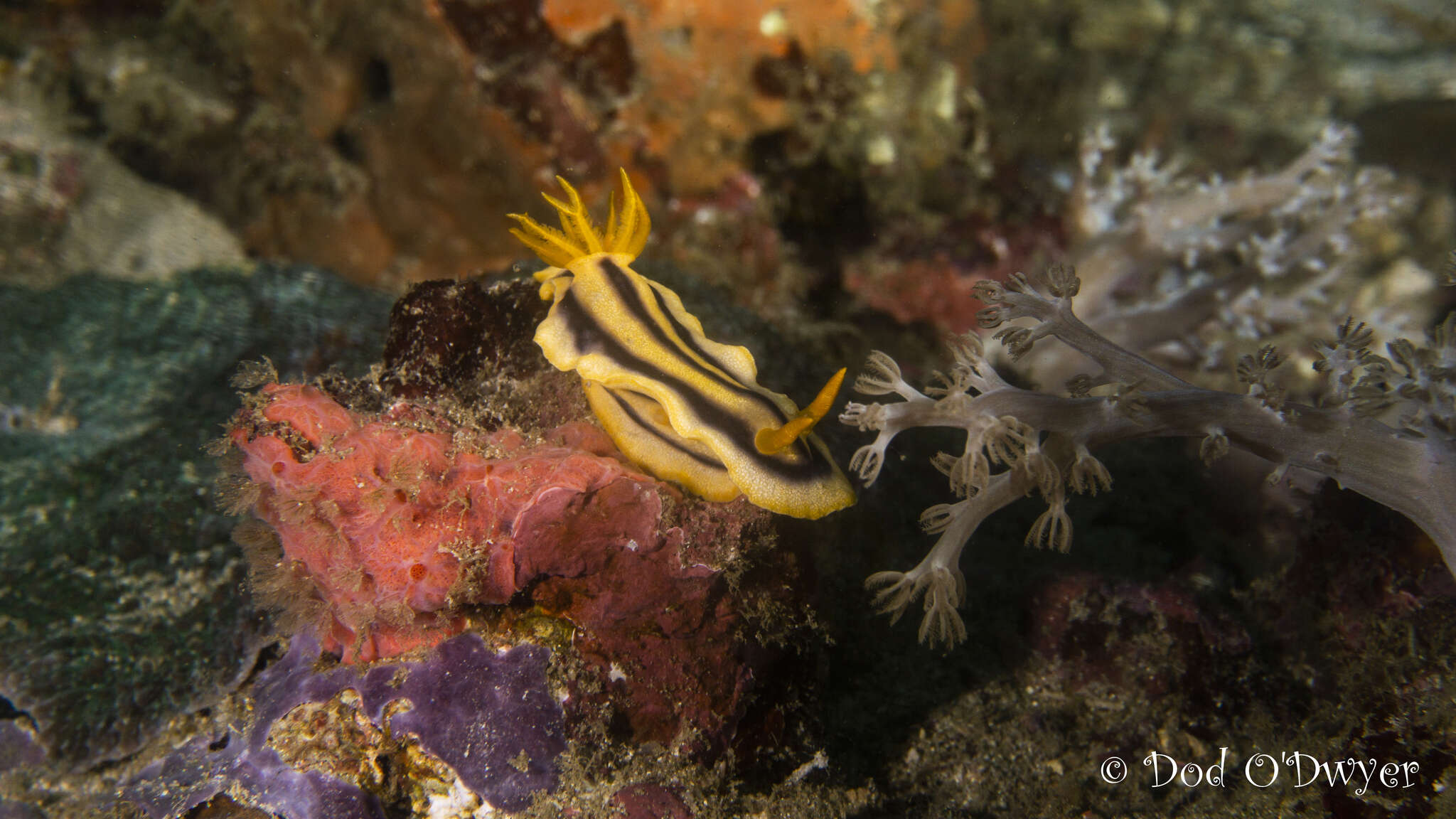 Image of Chromodoris joshi Gosliner & Behrens 1998