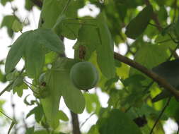 Image de Passiflora subpeltata Ortega