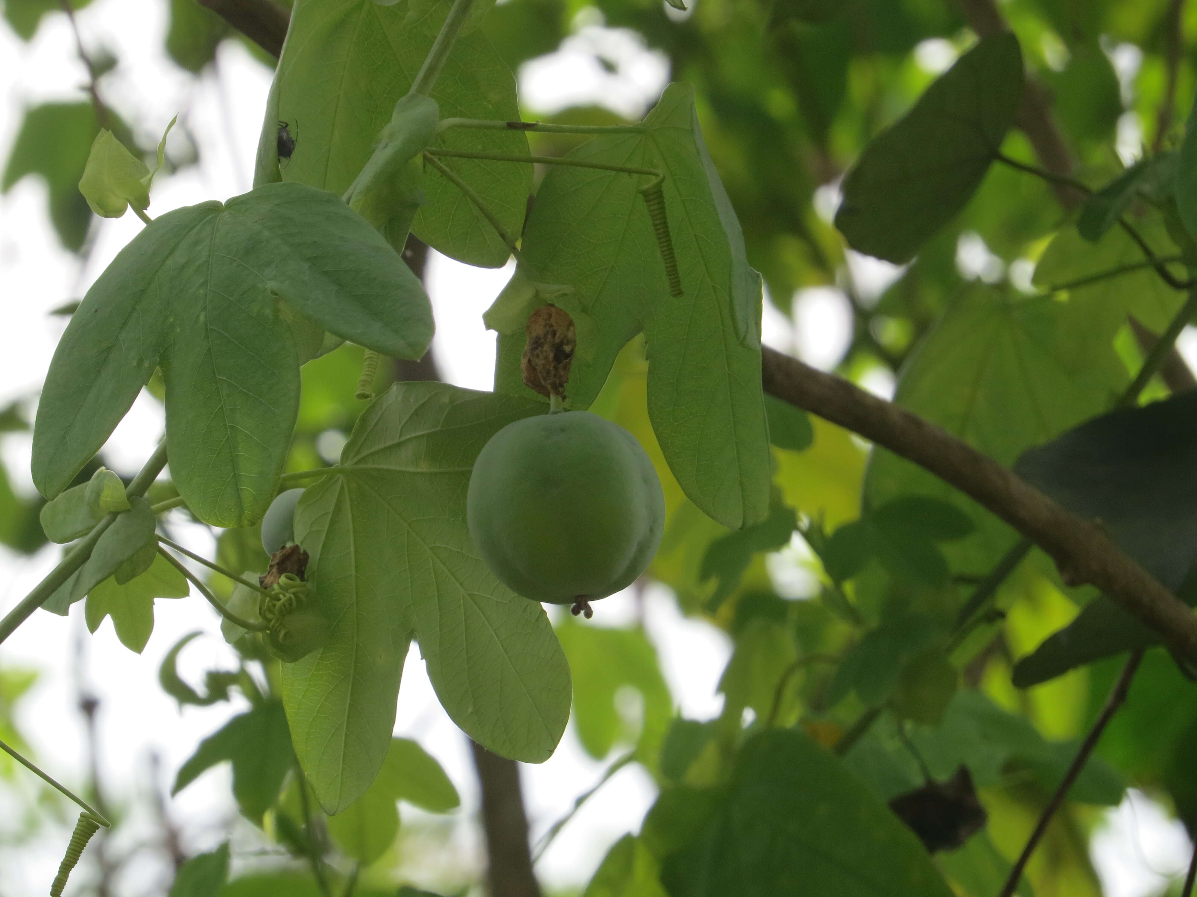 Image de Passiflora subpeltata Ortega