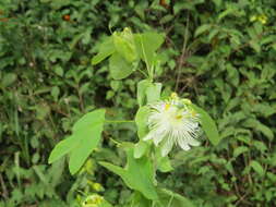 Image de Passiflora subpeltata Ortega