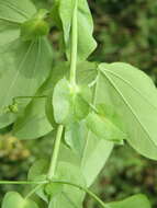 Image de Passiflora subpeltata Ortega