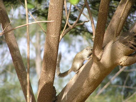 Image of Gambian Sun Squirrel