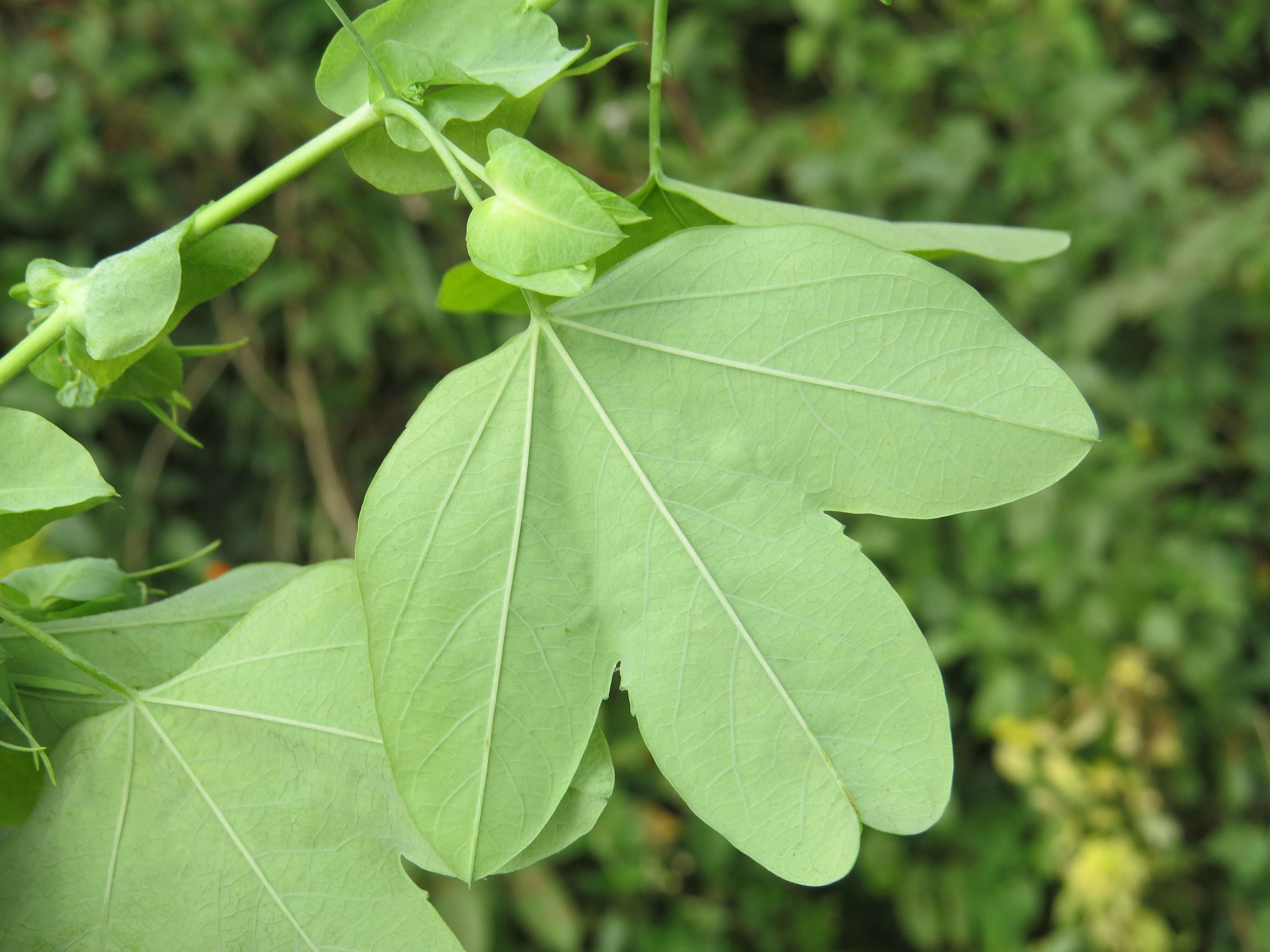 Image de Passiflora subpeltata Ortega