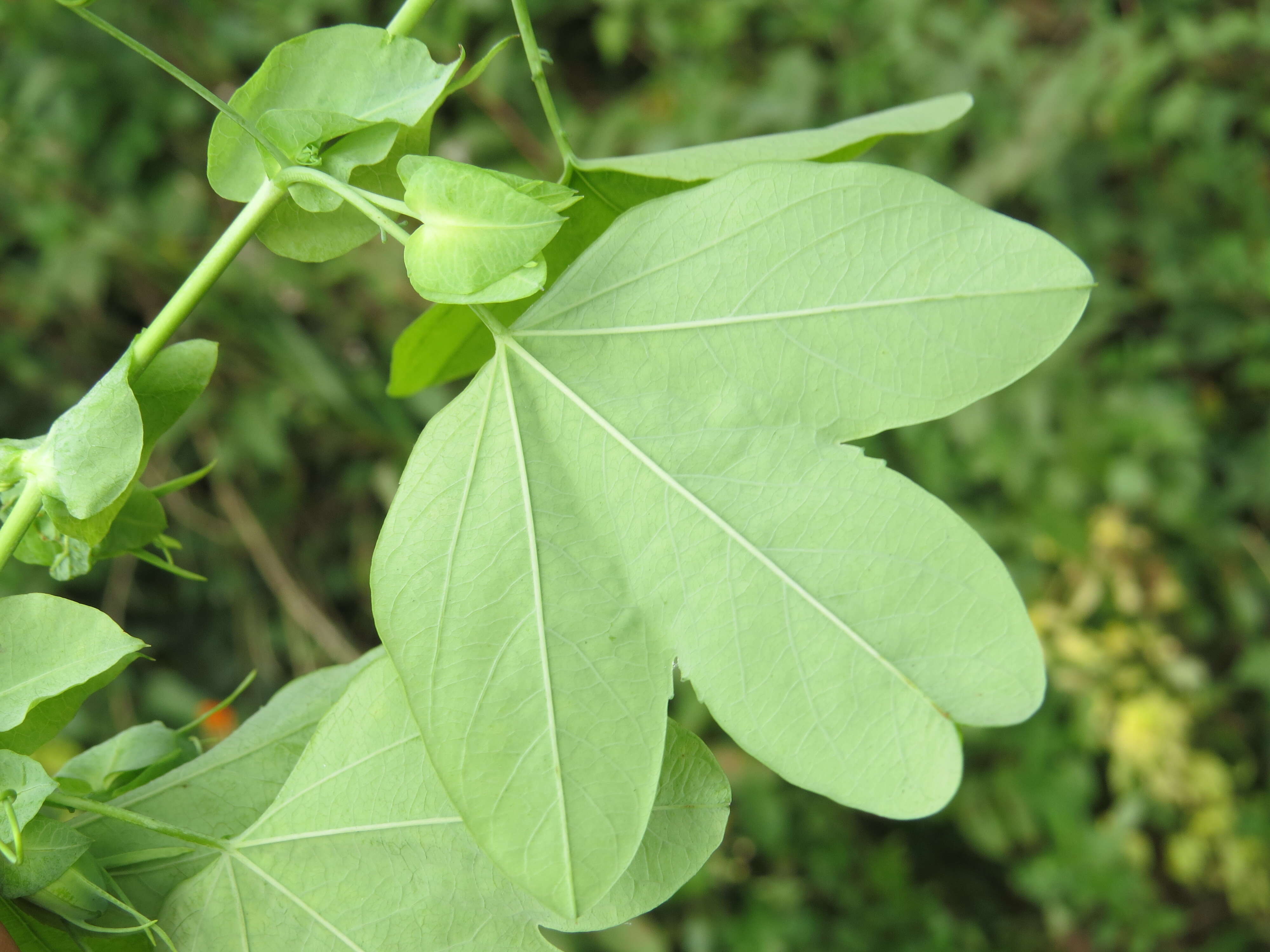 Image de Passiflora subpeltata Ortega