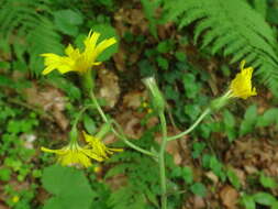 صورة Hieracium transylvanicum Heuff.