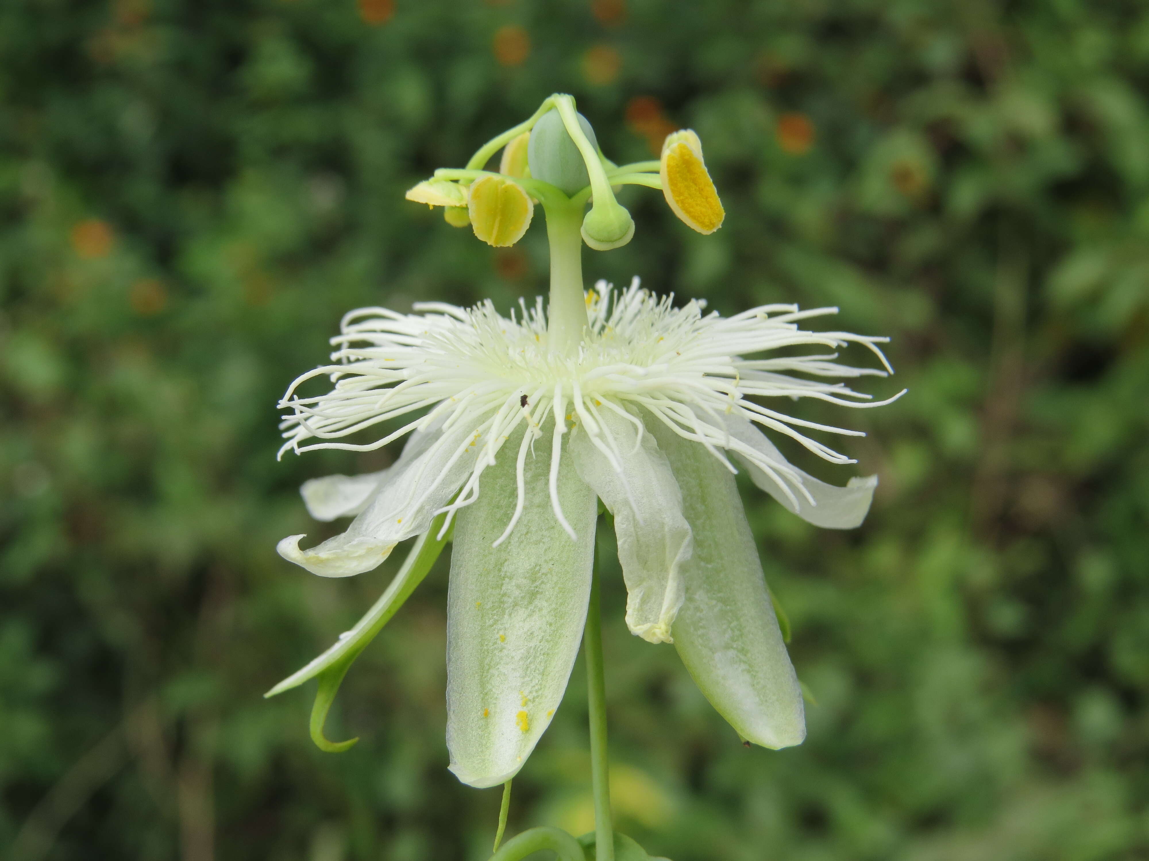 Image de Passiflora subpeltata Ortega