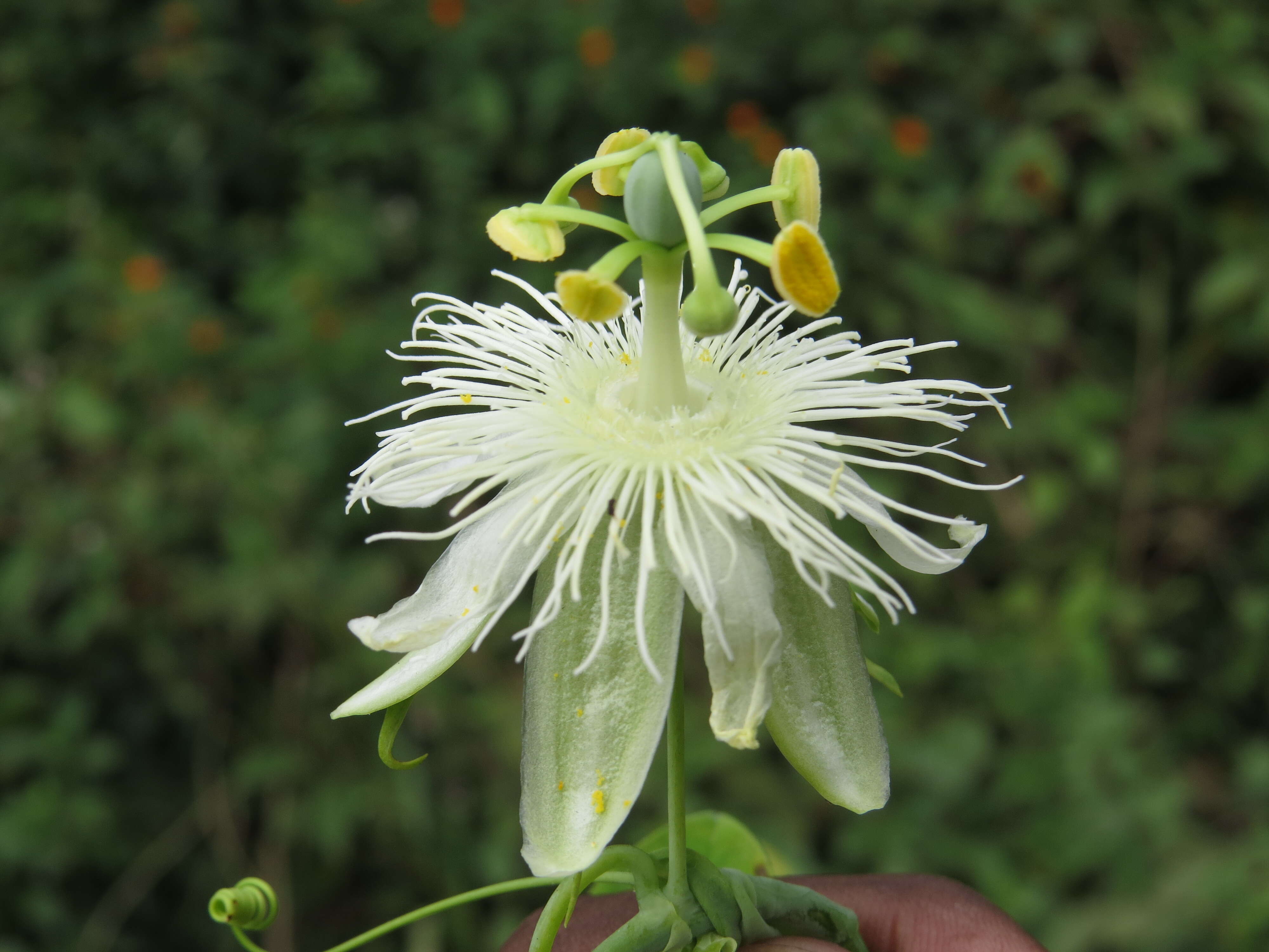 Image de Passiflora subpeltata Ortega