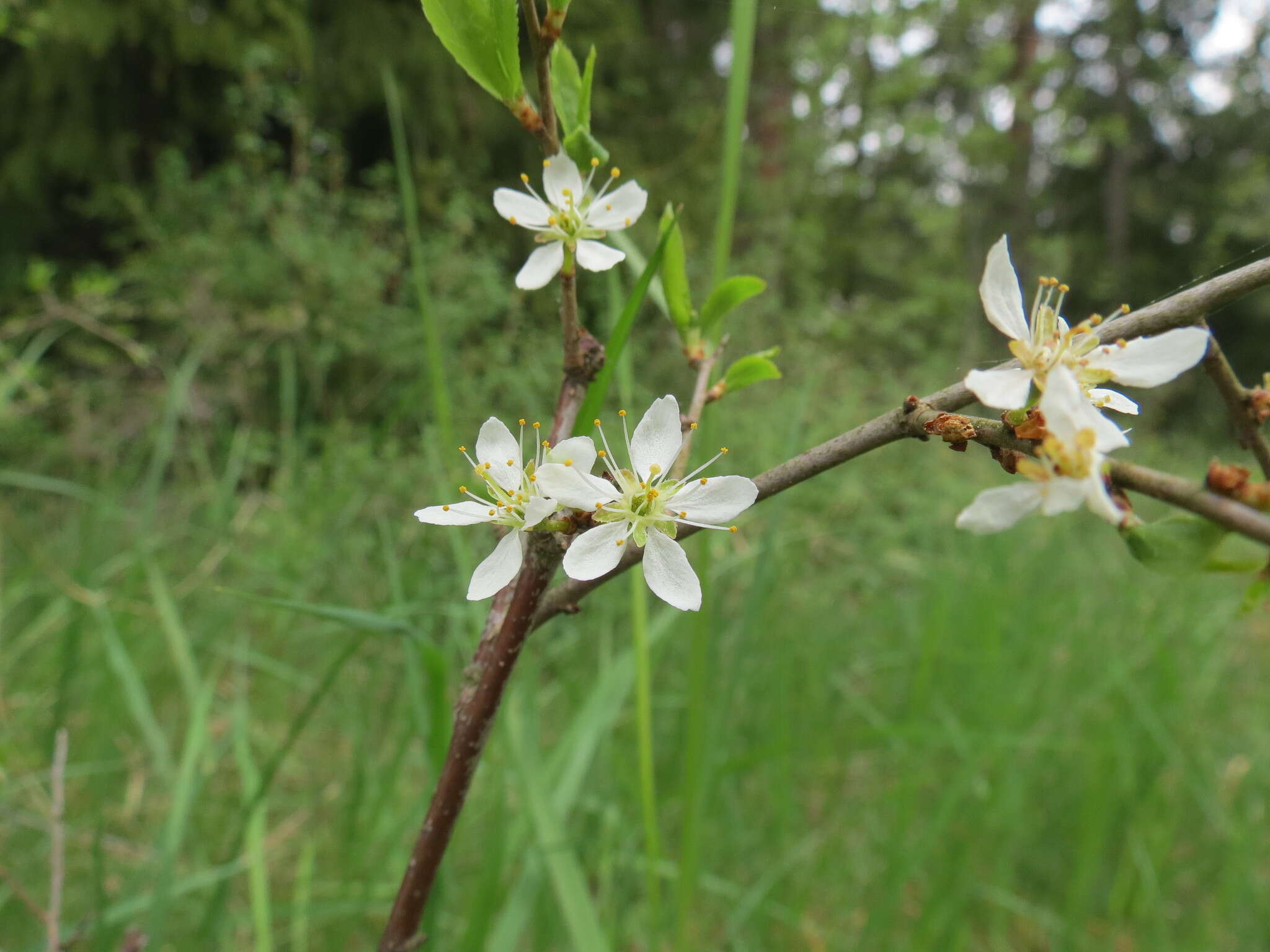 Image of Blackthorn