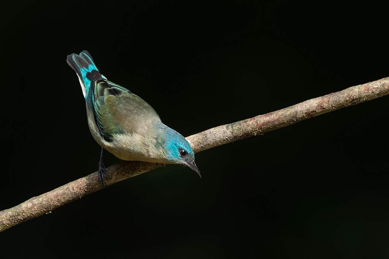 Image of Black-legged Dacnis