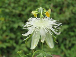 Image de Passiflora subpeltata Ortega