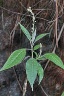 Image of Croton xalapensis Kunth