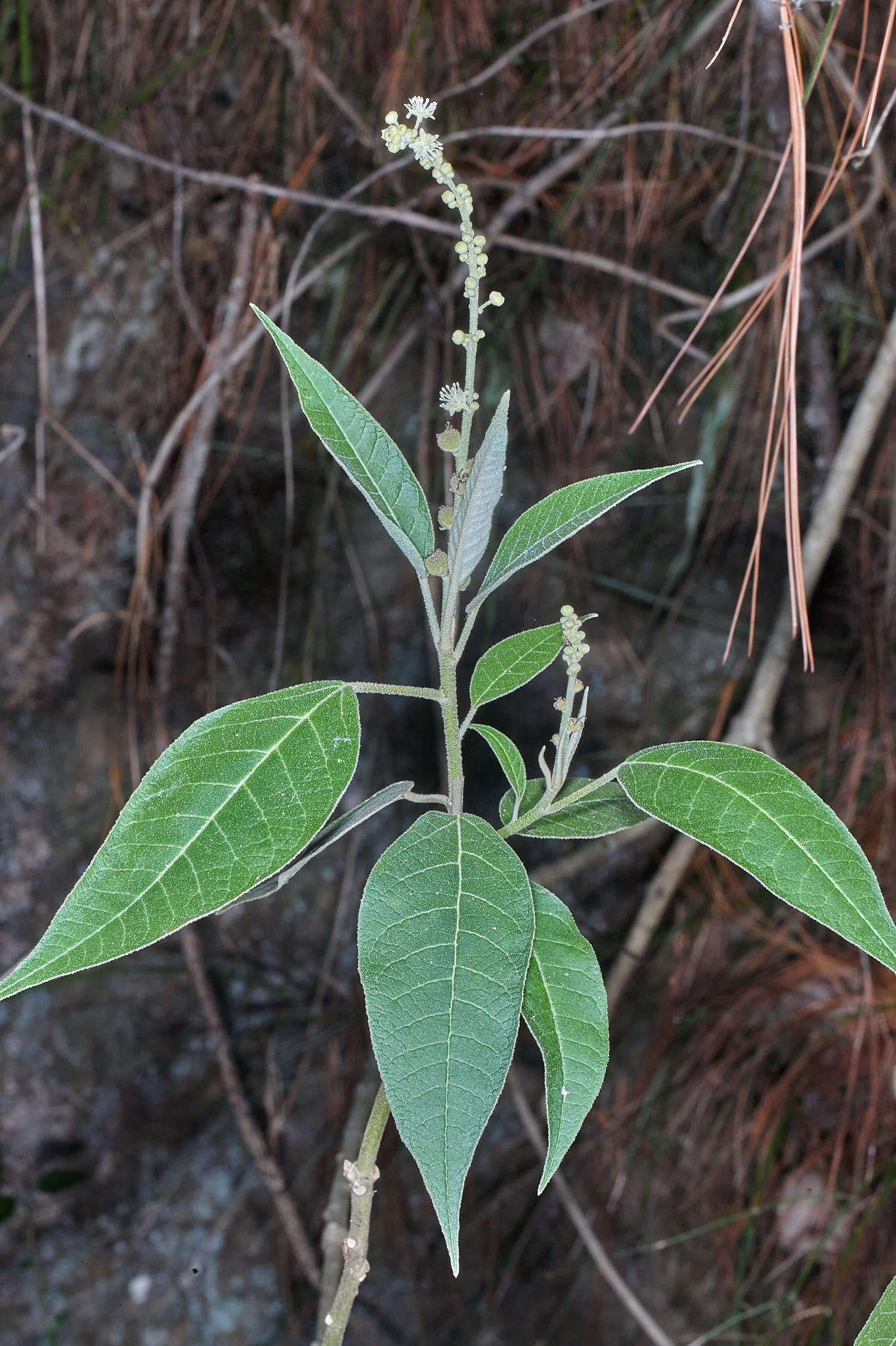 Image of Croton xalapensis Kunth