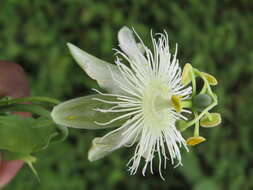 Image de Passiflora subpeltata Ortega