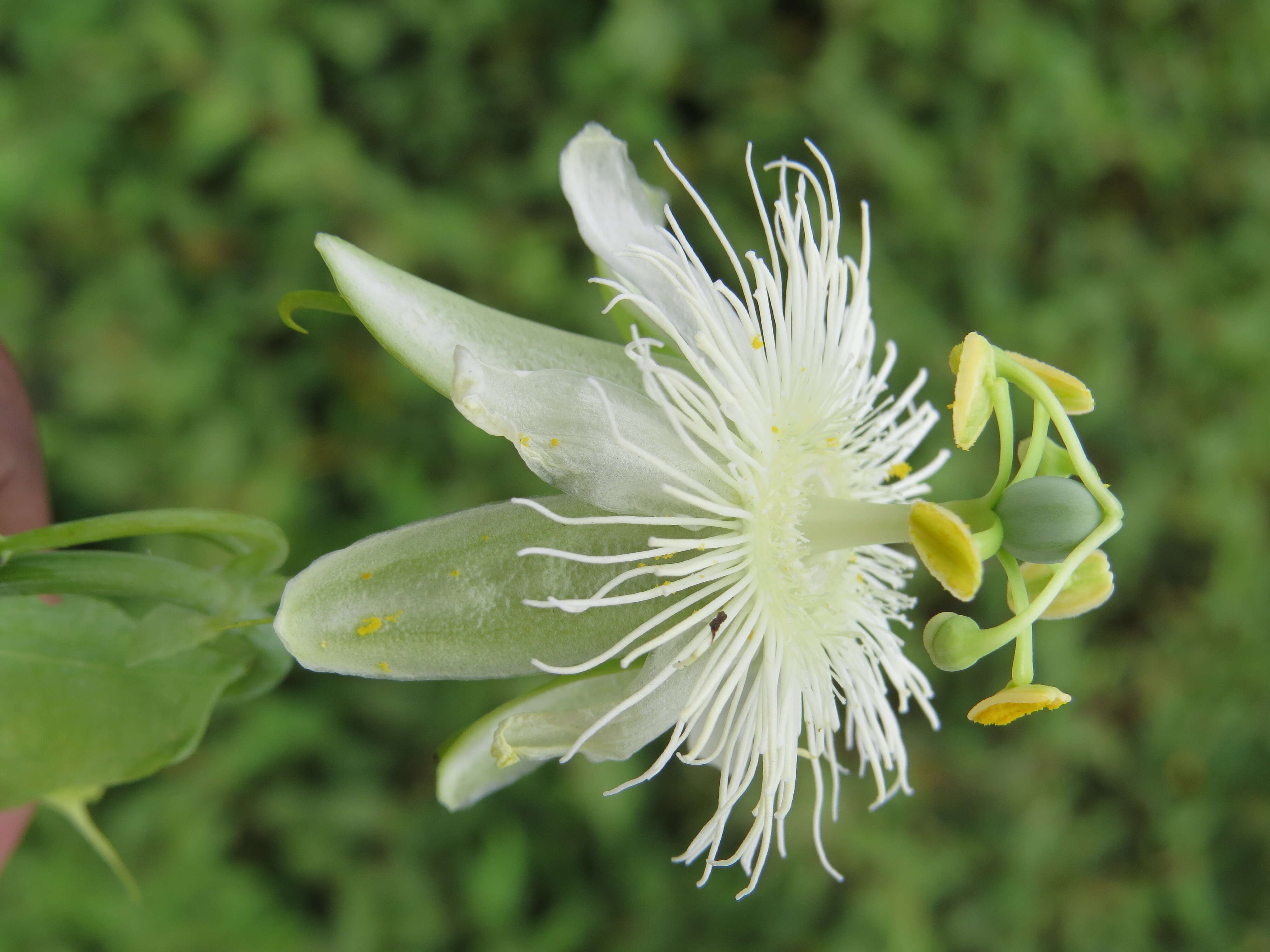 Image de Passiflora subpeltata Ortega