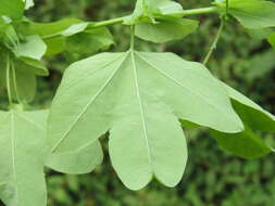 Image de Passiflora subpeltata Ortega