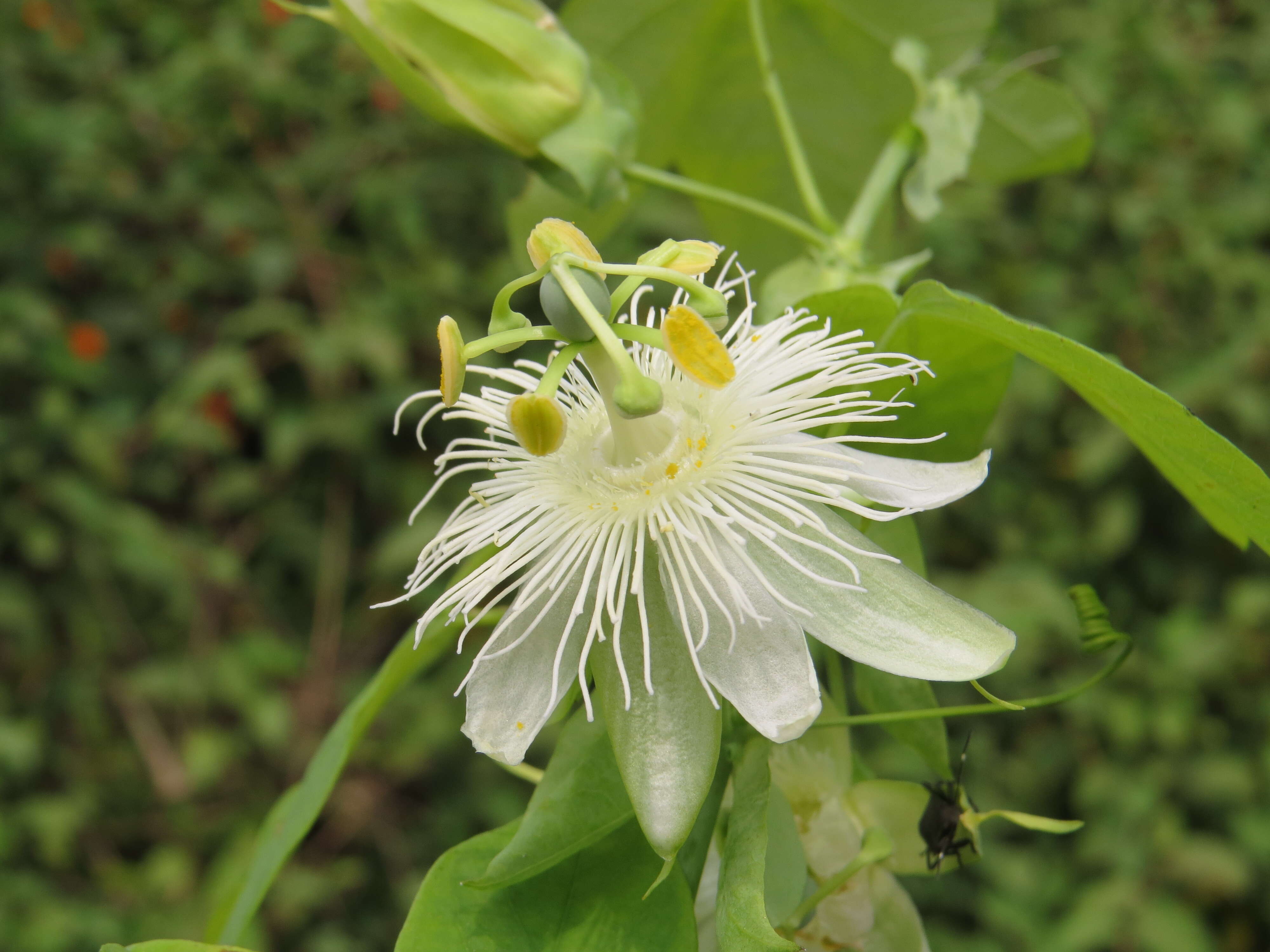 Image de Passiflora subpeltata Ortega