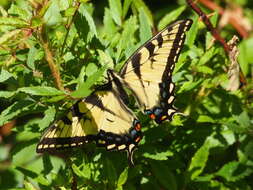 Image of Eastern Tiger Swallowtail