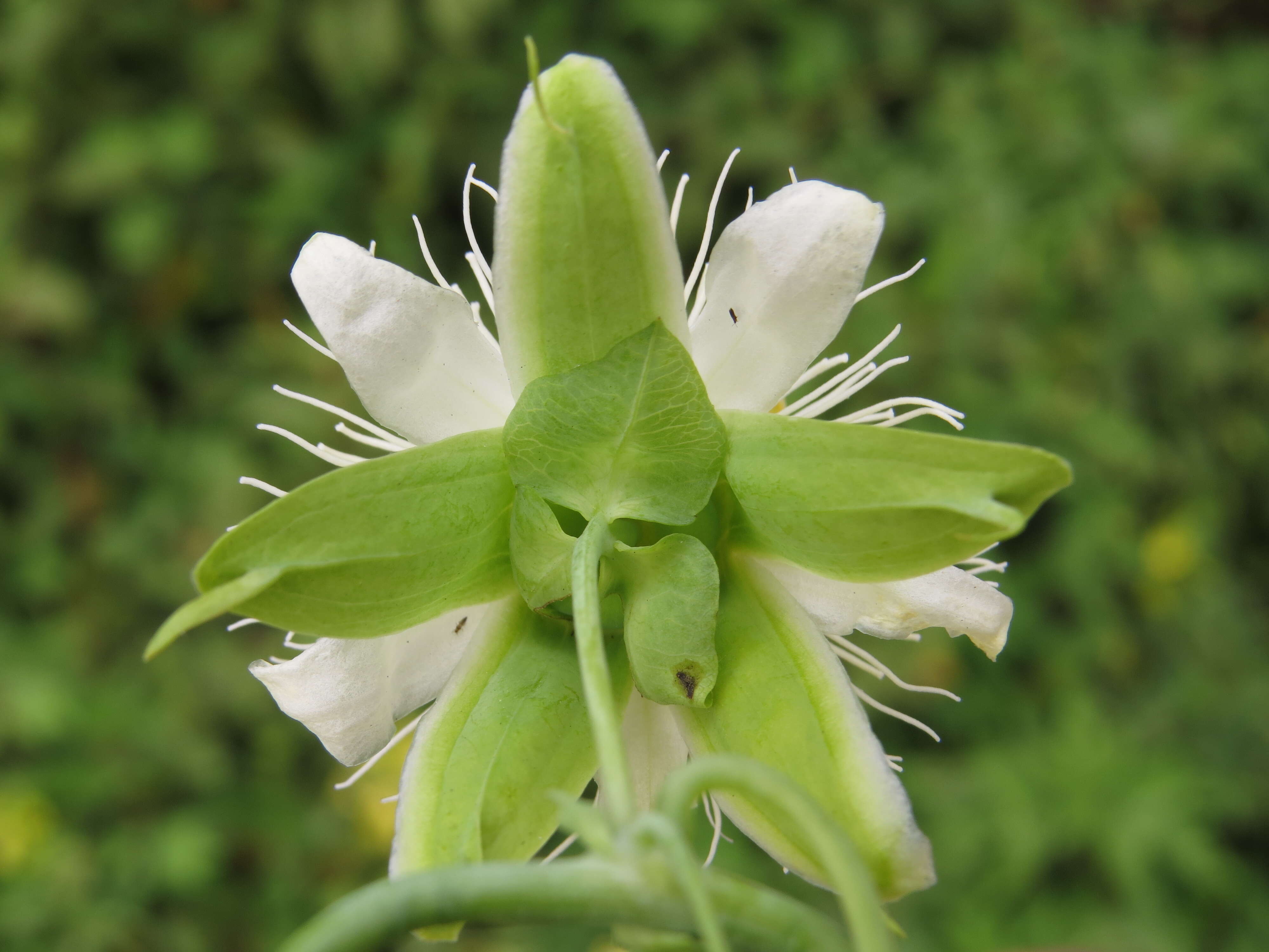 Image de Passiflora subpeltata Ortega