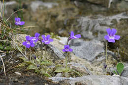 Image of Pinguicula poldinii J. F. Steiger & Casper