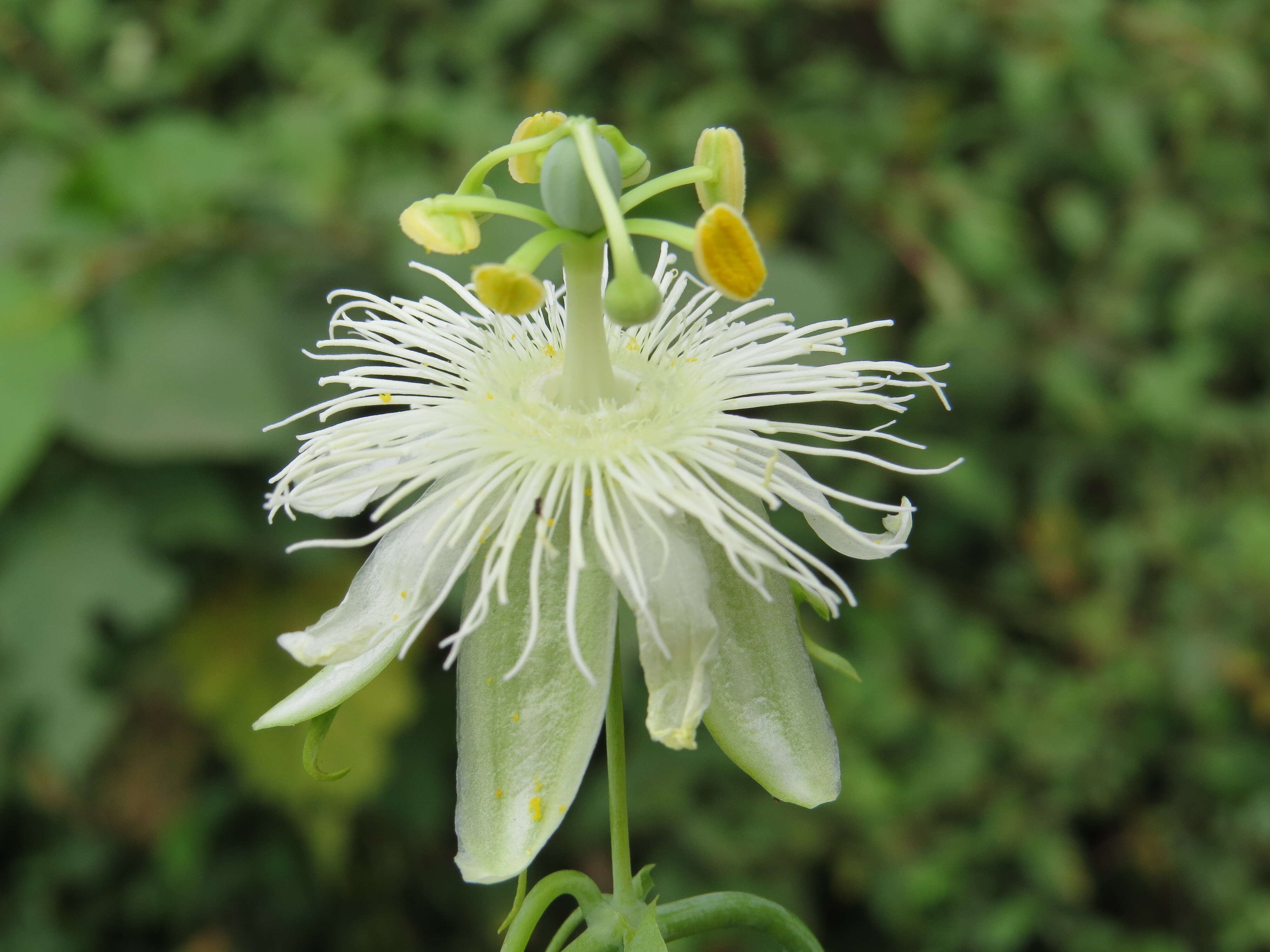 Image de Passiflora subpeltata Ortega