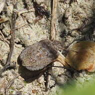 Image of Sciocoris microphthalmus Flor 1860