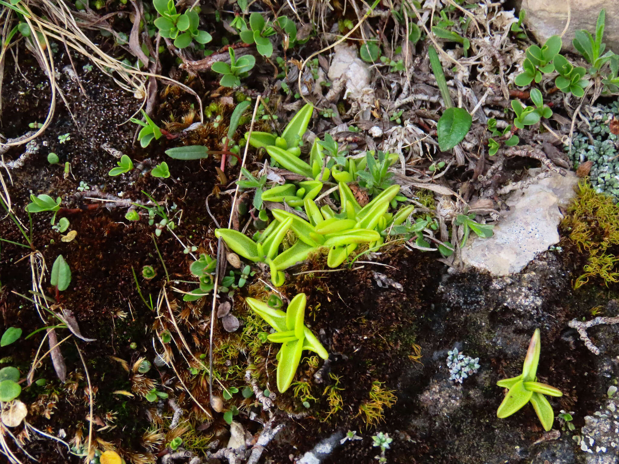 Image of Pinguicula fiorii F. Tammaro & L. Pace