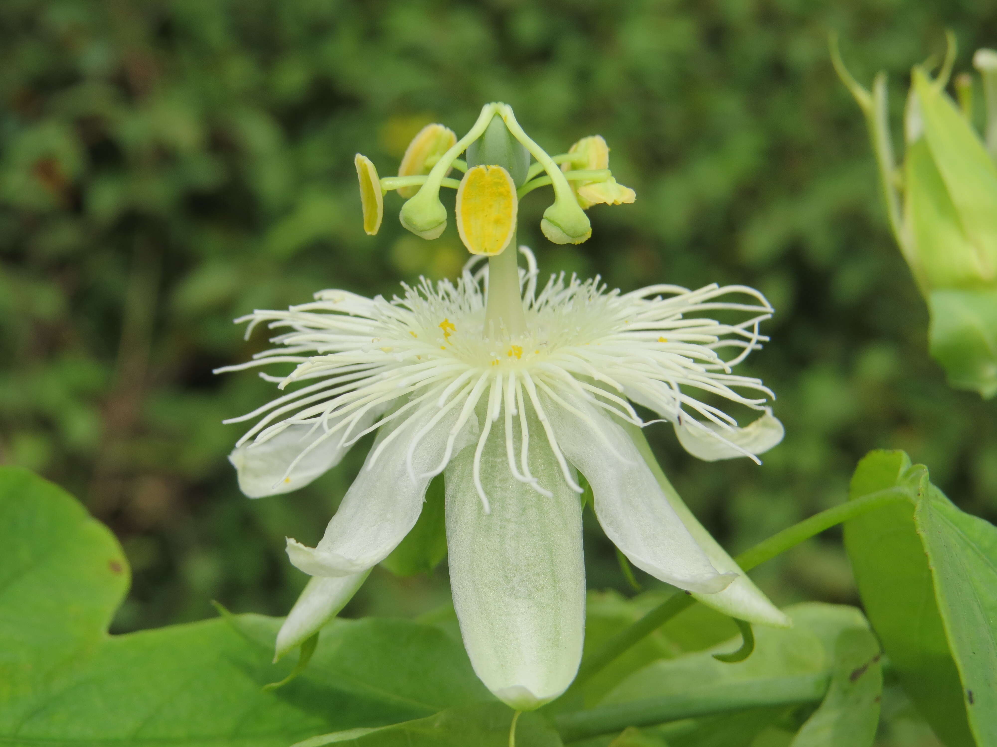 Image de Passiflora subpeltata Ortega