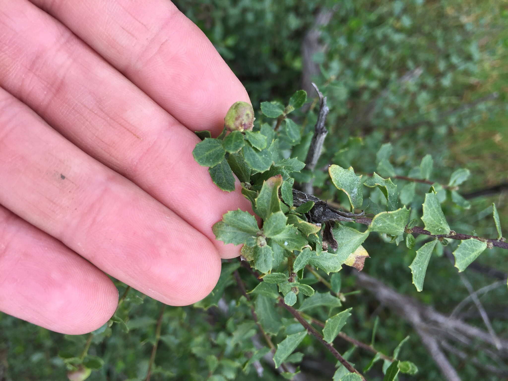 Image of Coyote Brush Bud Gall Midge