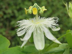 Image de Passiflora subpeltata Ortega