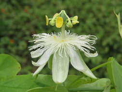 Image de Passiflora subpeltata Ortega